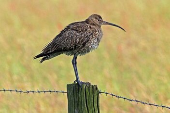 Foto: Brachvogel (c) Gerhard Lakmann