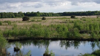 VSG Münsterland-Nord, Emsdettener Venn; Bild: Biologische Station Kreis Steinfurt