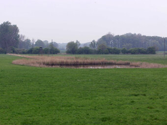 Bild aus dem NSG Hederaue, Blänke; Bild: Gerhard Lakmann