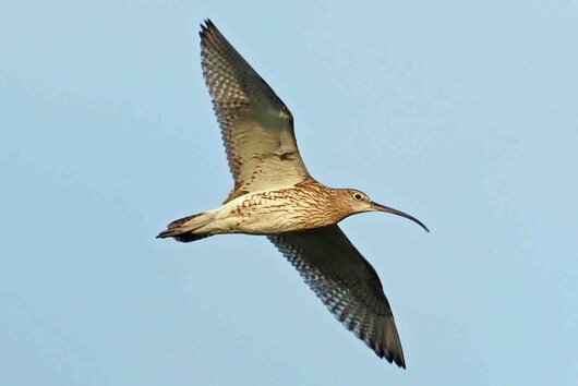 Brachvogel; Bild: Gerhard Lakmann