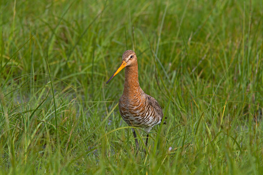 Uferschnepfe; Bild: Birgit Beckers