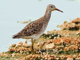 Kampfläufer; Bild: Gerhard Lakmann