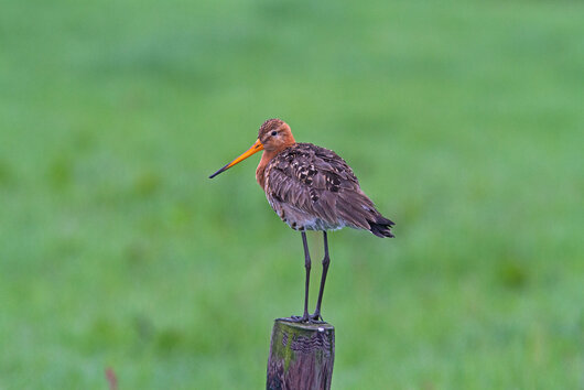 Uferschnepfe; Bild: Birgit Beckers