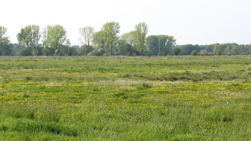 VSG Bastauwiesen; Bild: Biologische Station Minden Lübbecke