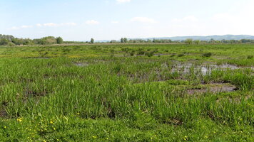 VSG Bastauwiesen; Bild: Biologische Station Minden Lübbecke