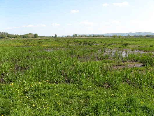 Lebensraum Feuchtwiesen; Bild: Biologische Station Minden Lübbecke