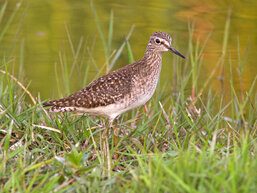 Bruchwasserläufer; Bild: Birgit Beckers