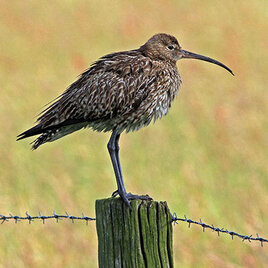 Brachvogel; Bild: Gerhard Lakmann