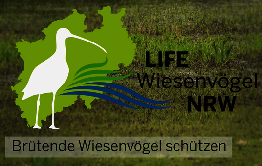 YouTube-Video: Brütende Wiesenvögel schützen