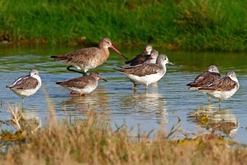 Foto: Grünschenkel,Rotschenkel,Uferschnepfe (c) Lakmann