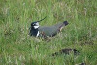 Kiebitz brütend: Foto B. Blöß