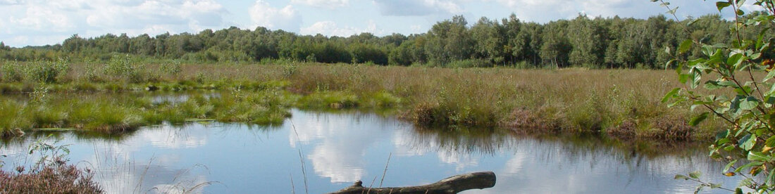 VSG Münsterland-Nord, Emsdettener Venn; Bild: Ludwig Klasing