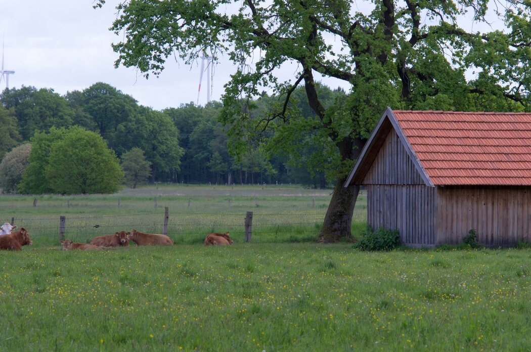 VSG Münsterland-Nord, Haverforths Wiesen; Bild: Biologische Station Kreis Steinfurt