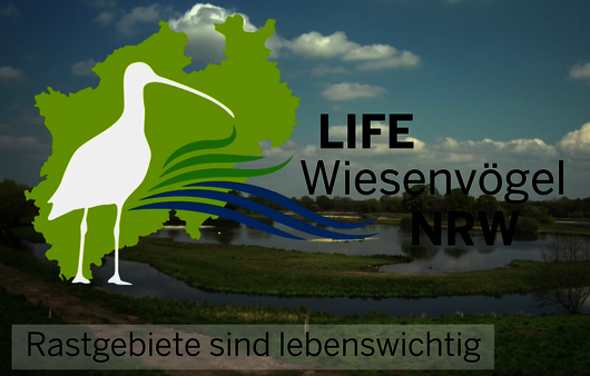 LIFE Projekt Wiesenvögel NRW, Rastgebiete sind überlebenswichtig